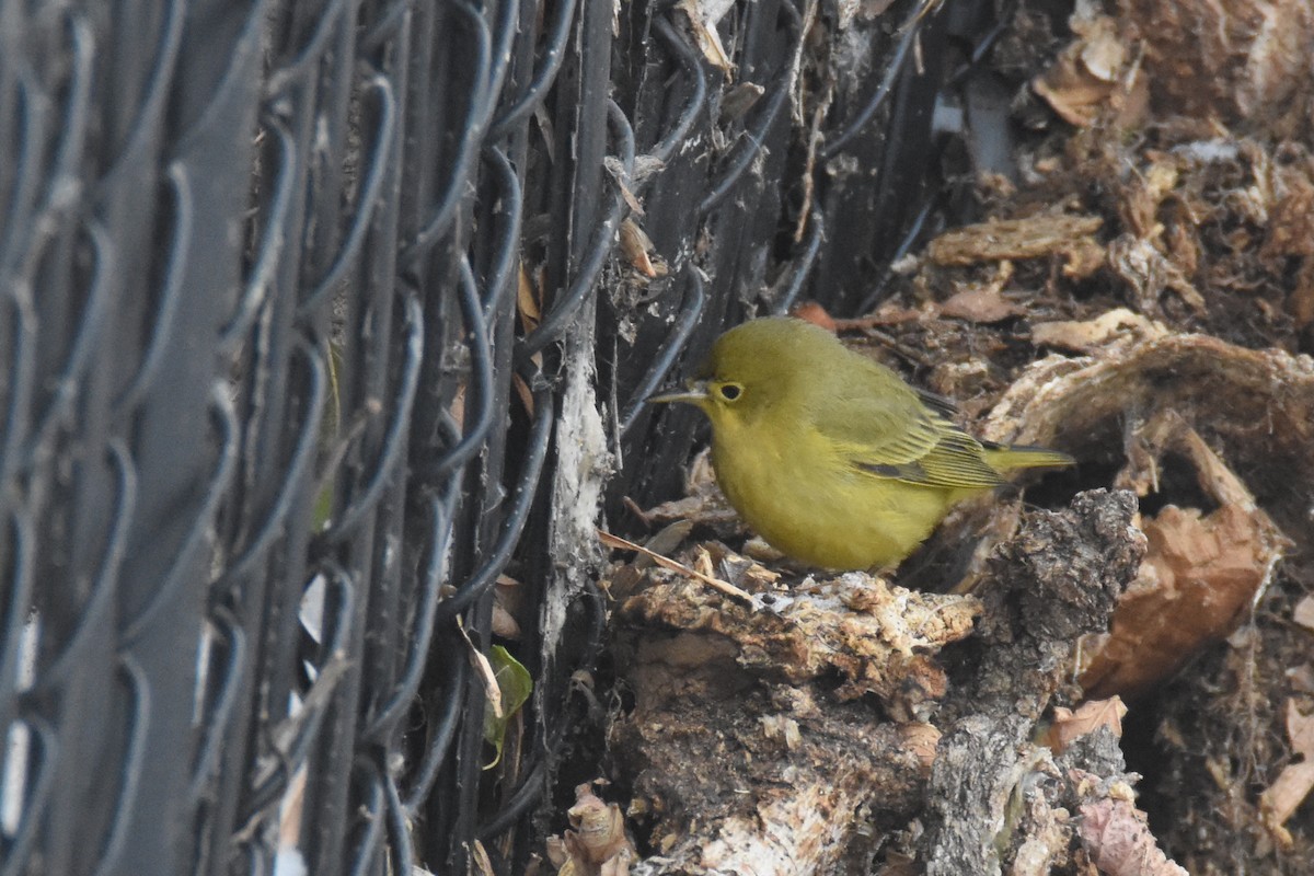 Northern Yellow Warbler - ML646549826