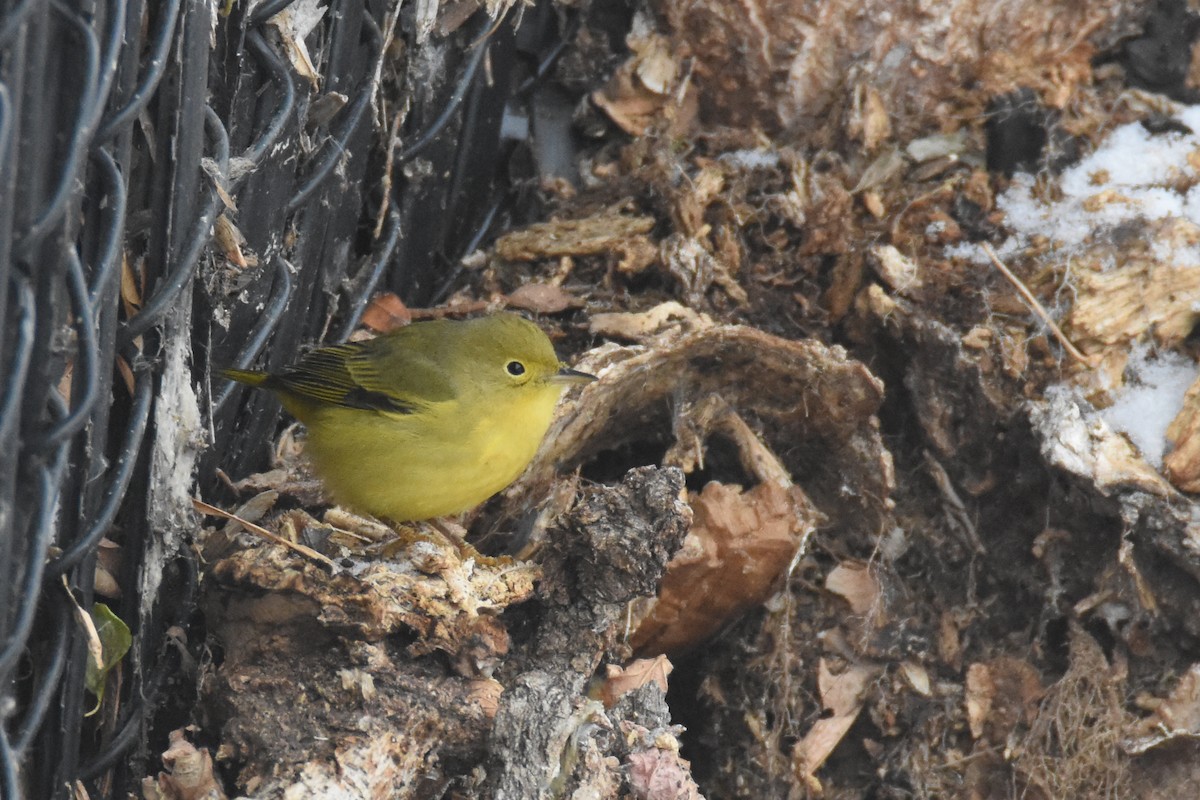 Northern Yellow Warbler - ML646549827
