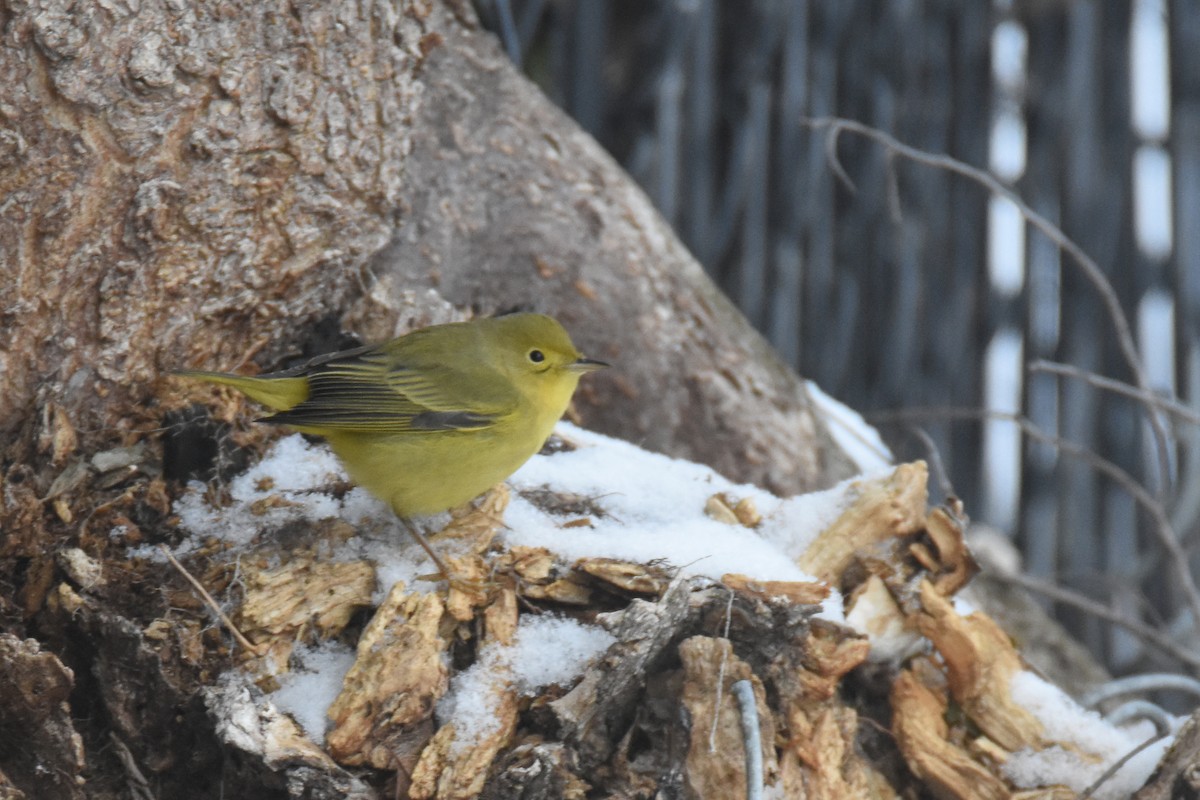 Northern Yellow Warbler - ML646549828