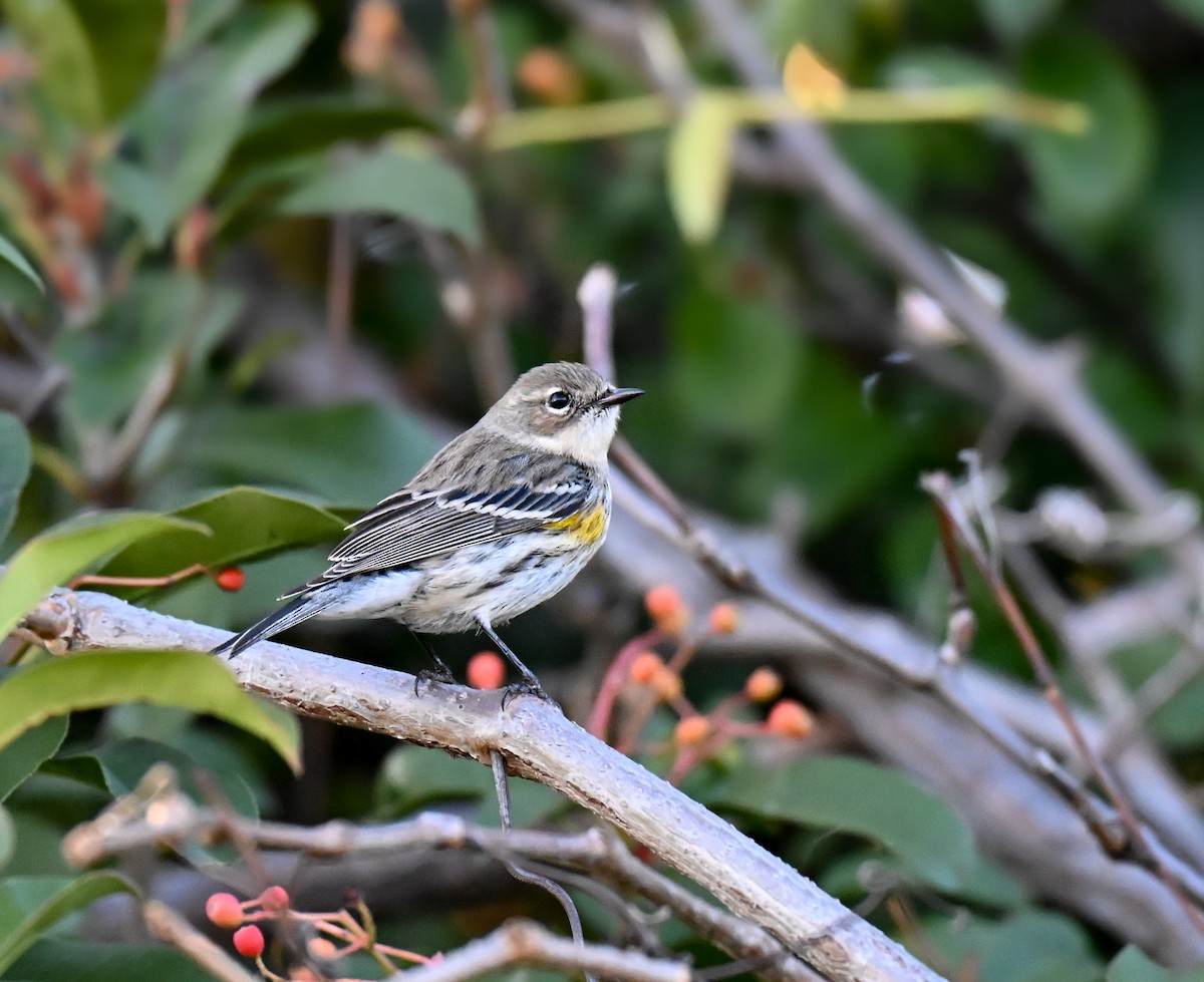 Yellow-rumped Warbler (Myrtle) - ML646549829