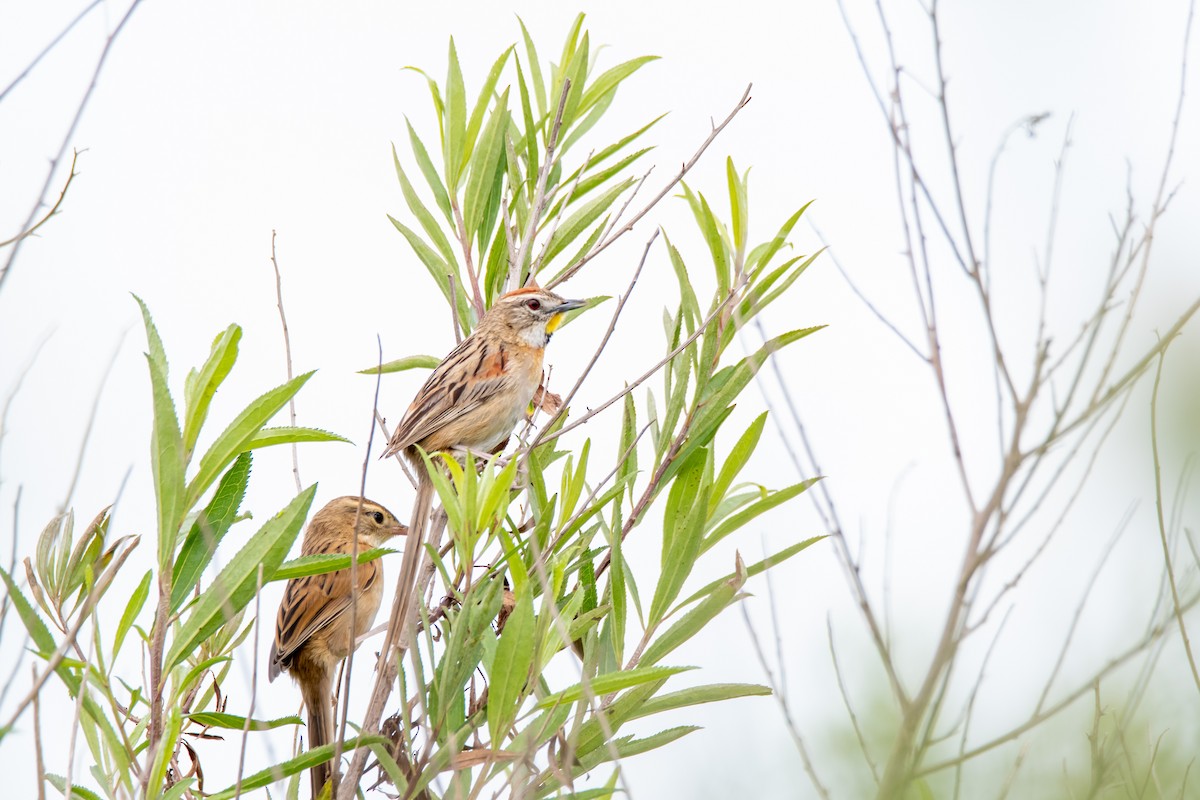 Chotoy Spinetail - ML646549832