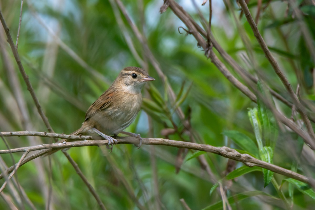 Chotoy Spinetail - ML646549833