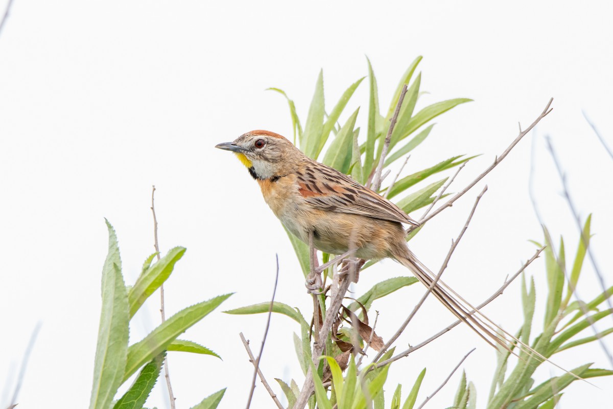 Chotoy Spinetail - ML646549834