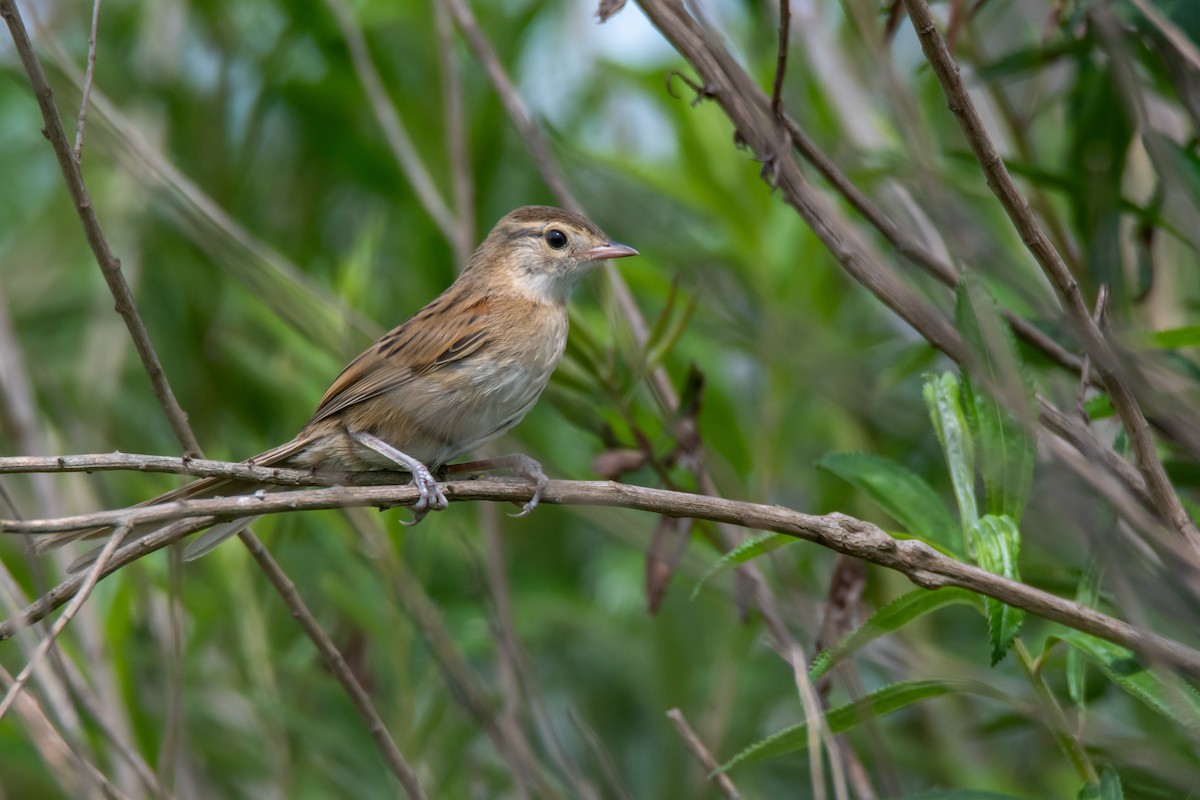Chotoy Spinetail - ML646549835