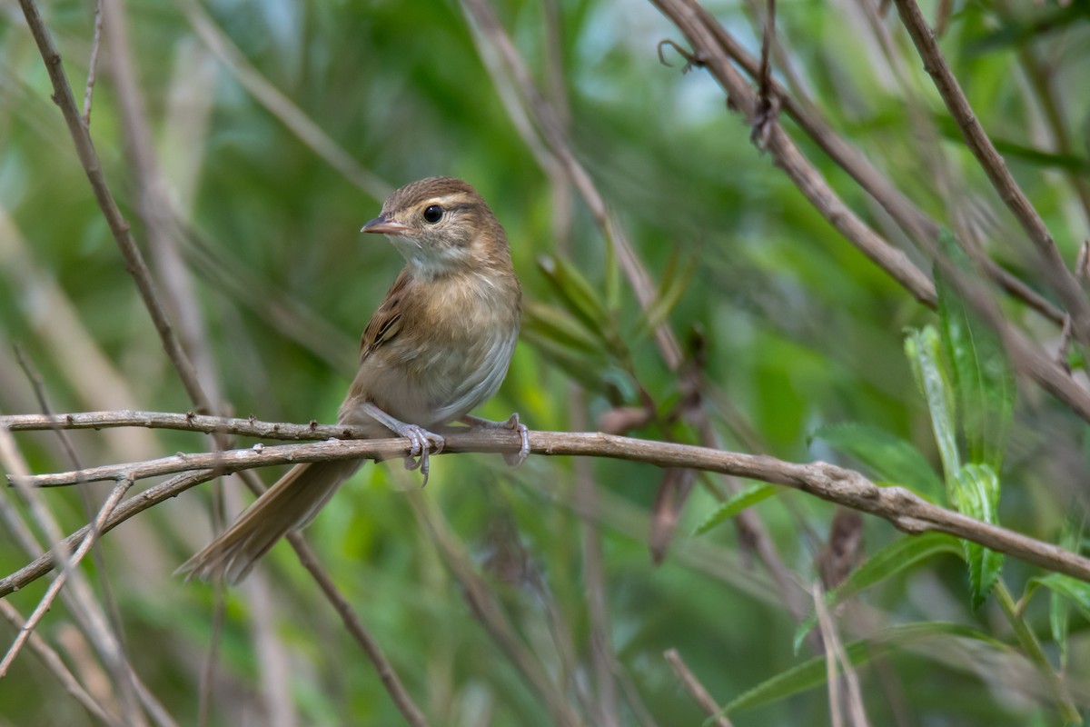 Chotoy Spinetail - ML646549836