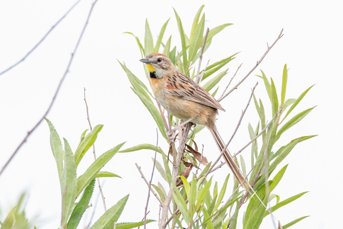 Chotoy Spinetail - ML646549837