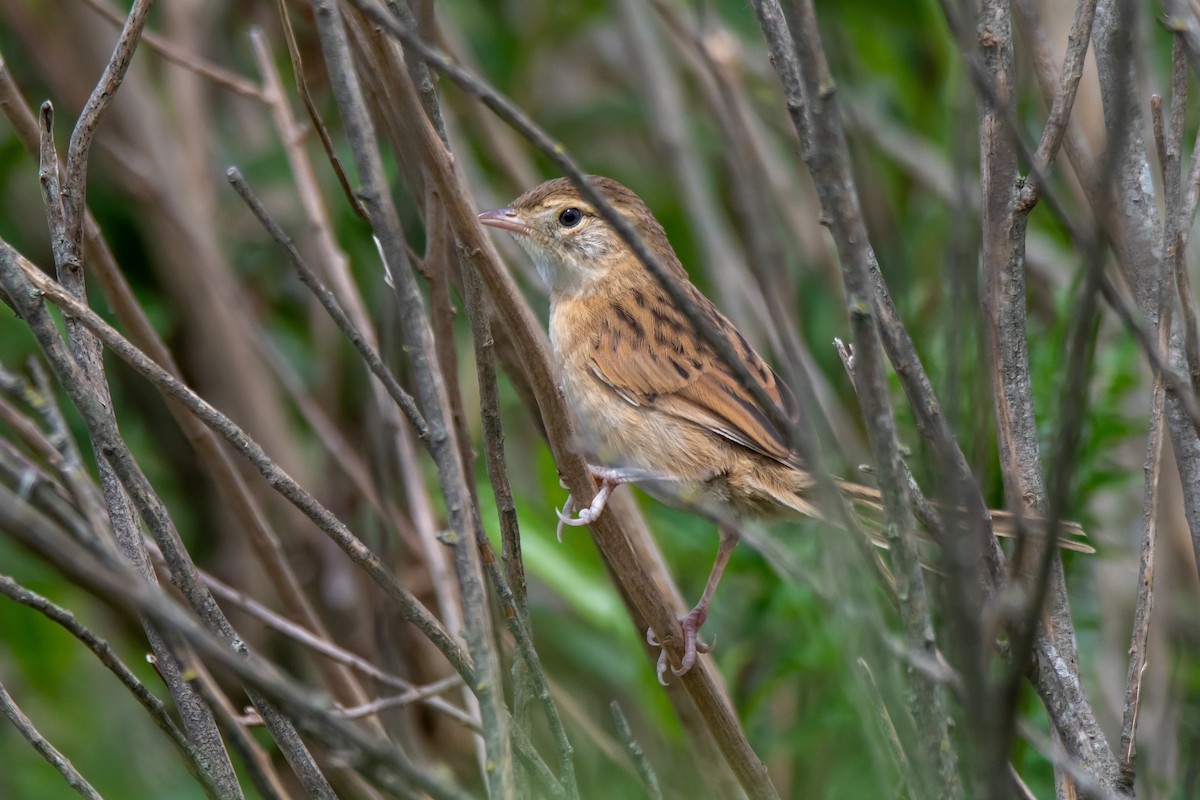 Chotoy Spinetail - ML646549838