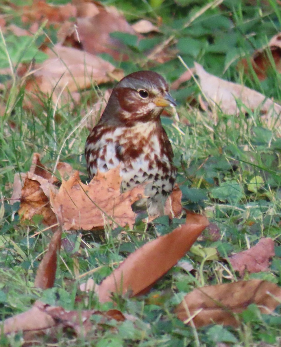 Fox Sparrow - ML646549839