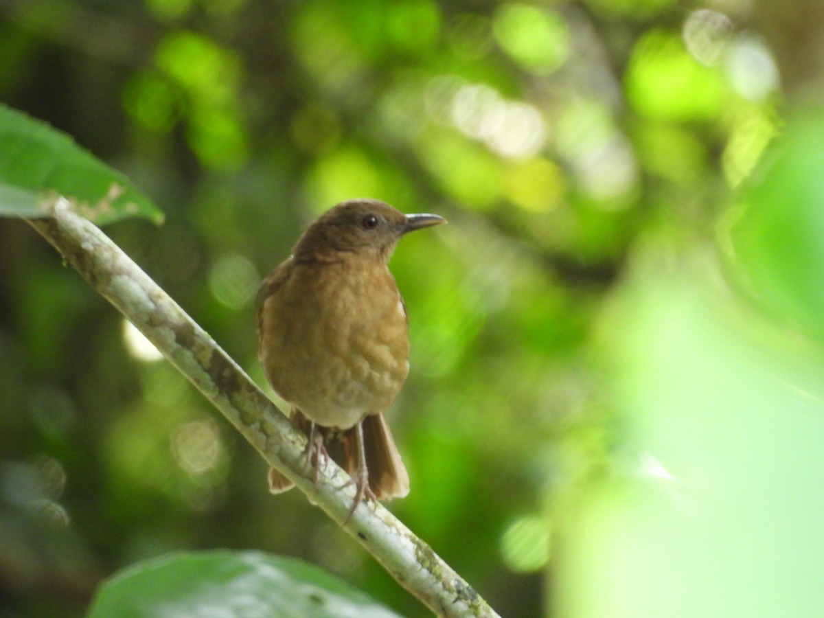 amazontrost - ML646549840