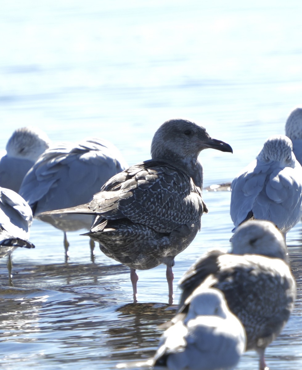 American Herring Gull - ML646549841