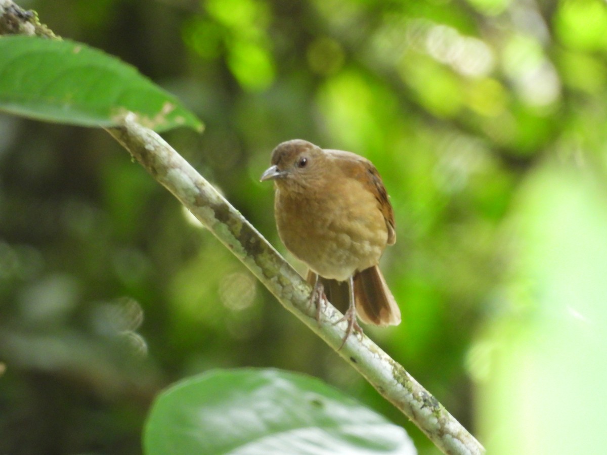 amazontrost - ML646549842