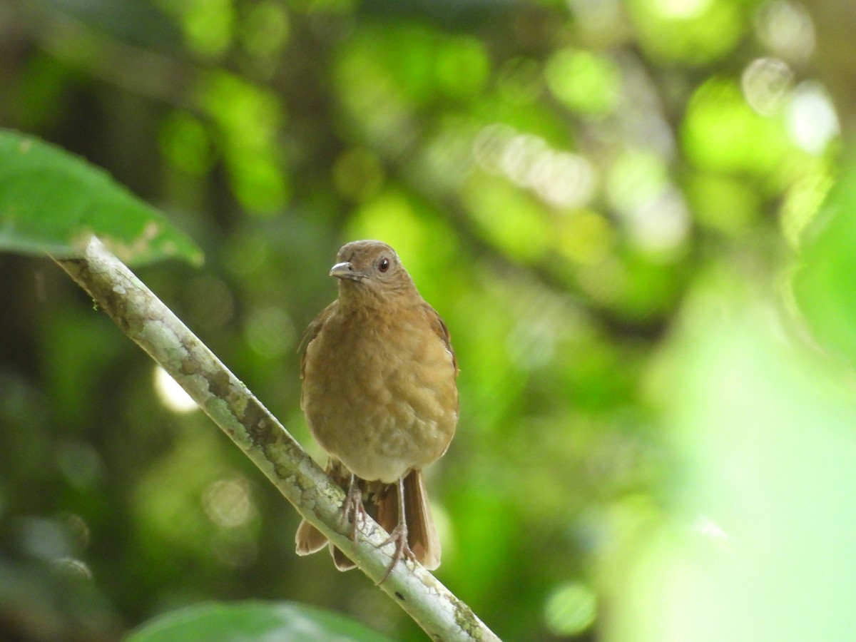 amazontrost - ML646549843