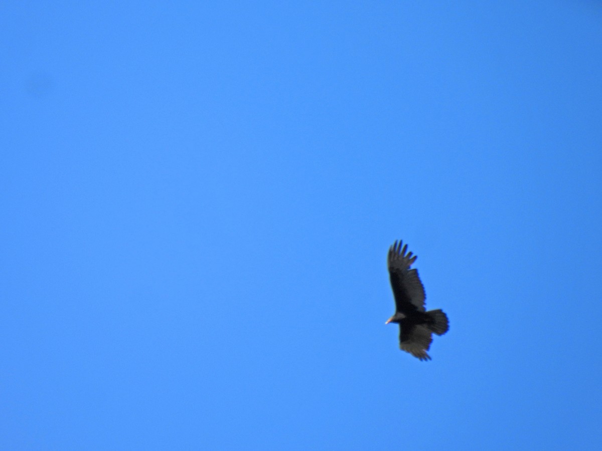 Turkey Vulture - ML646549846