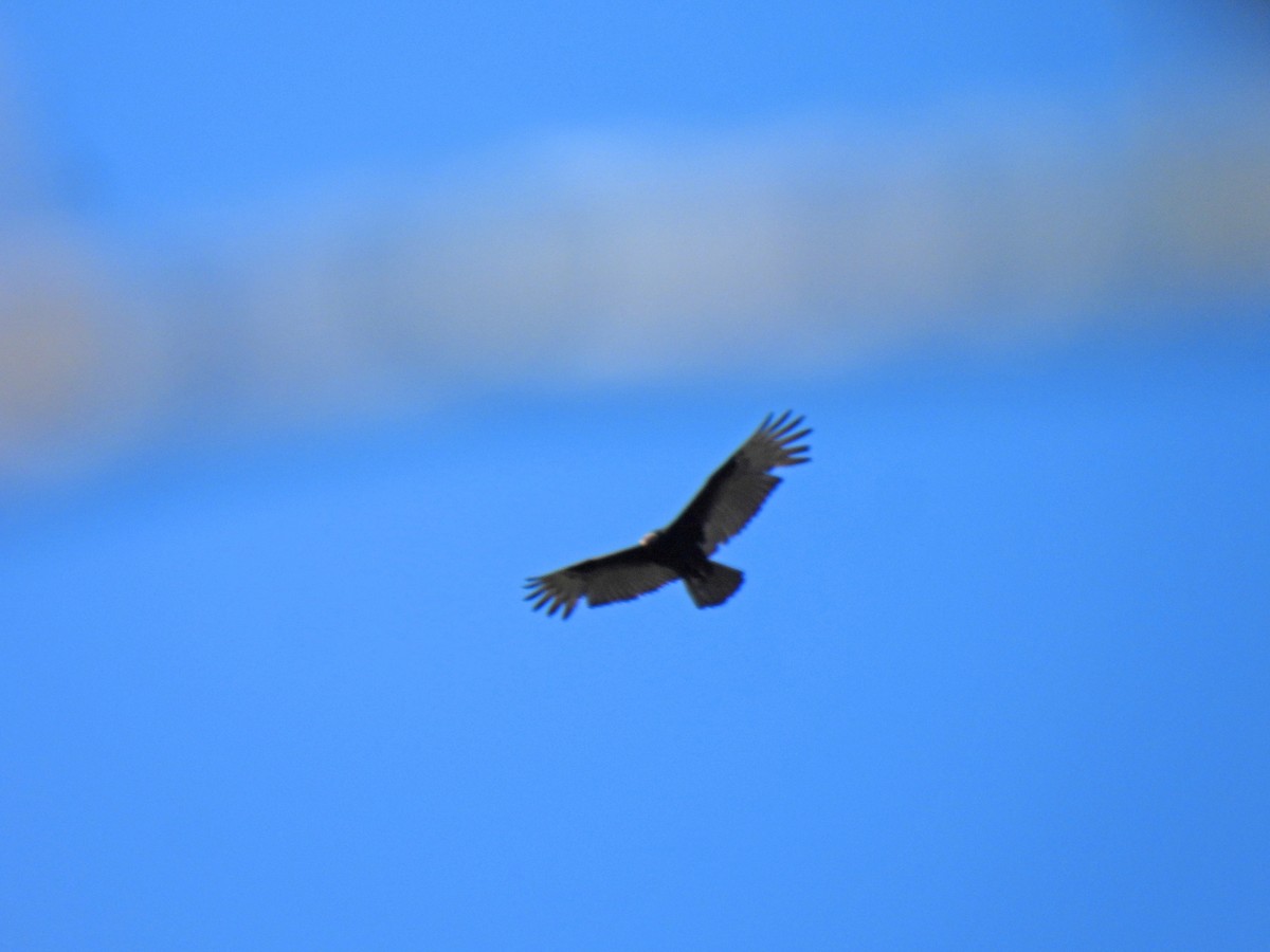 Turkey Vulture - ML646549847