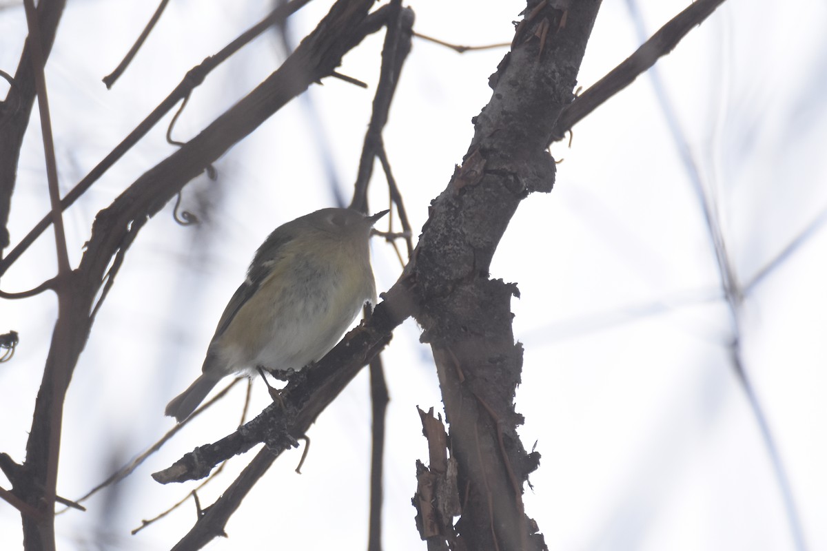 Erregetxo mottogorria - ML646549849