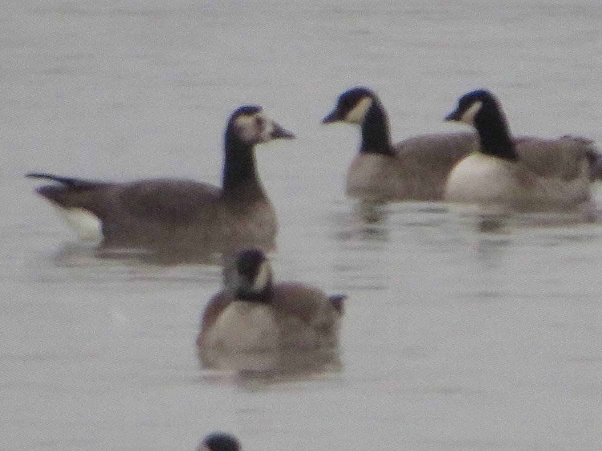 Greater White-fronted x Canada Goose (hybrid) - ML646549851