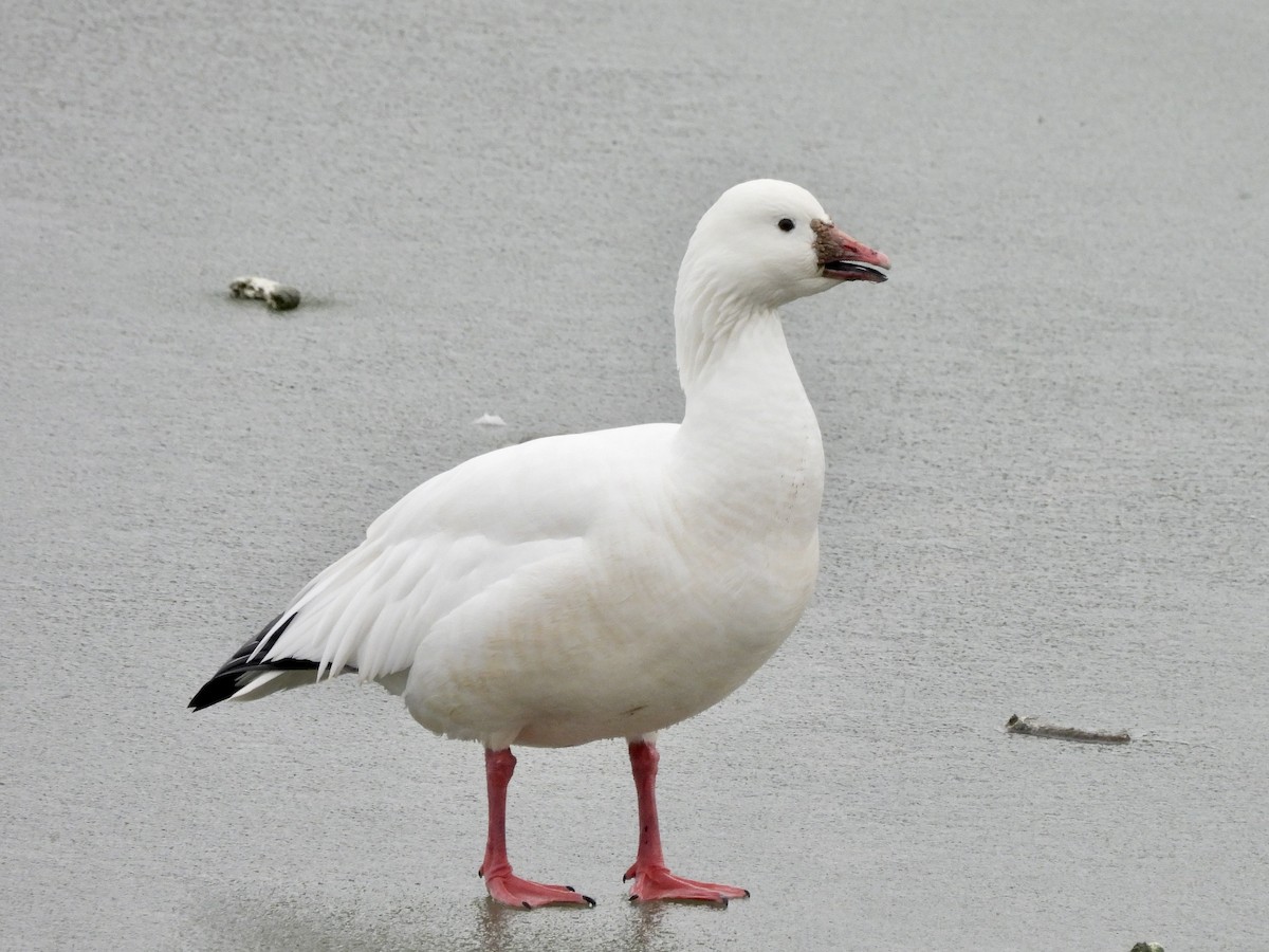 Ross's Goose - ML646549852