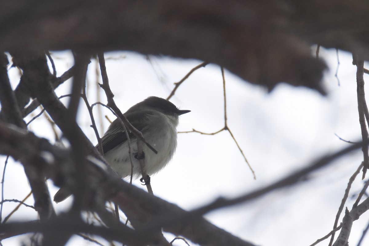 Eastern Phoebe - ML646549853
