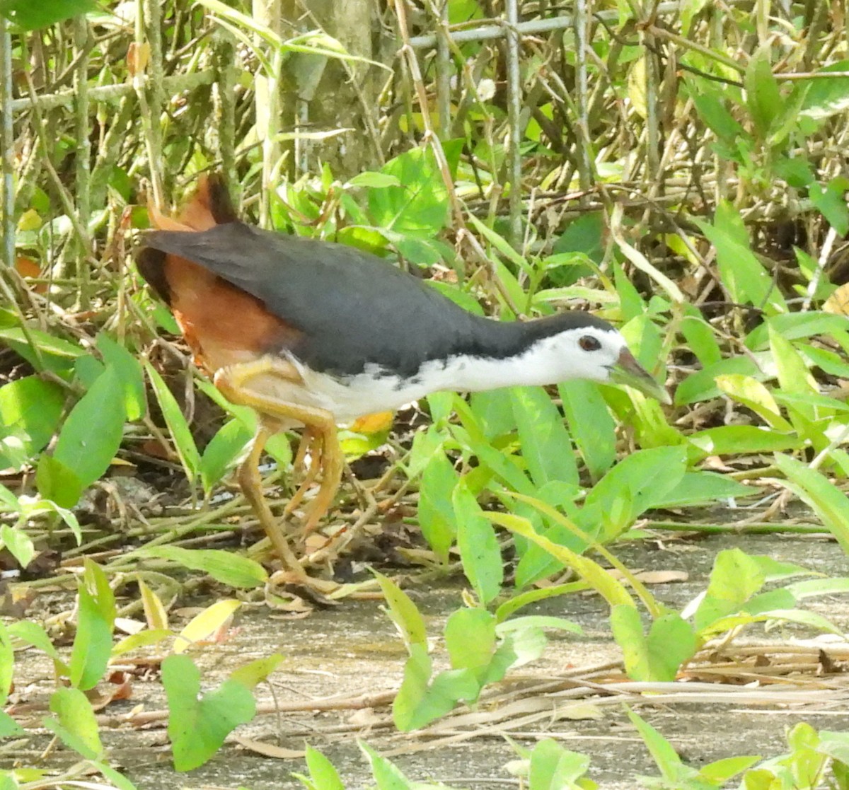 White-breasted Waterhen - ML646549854