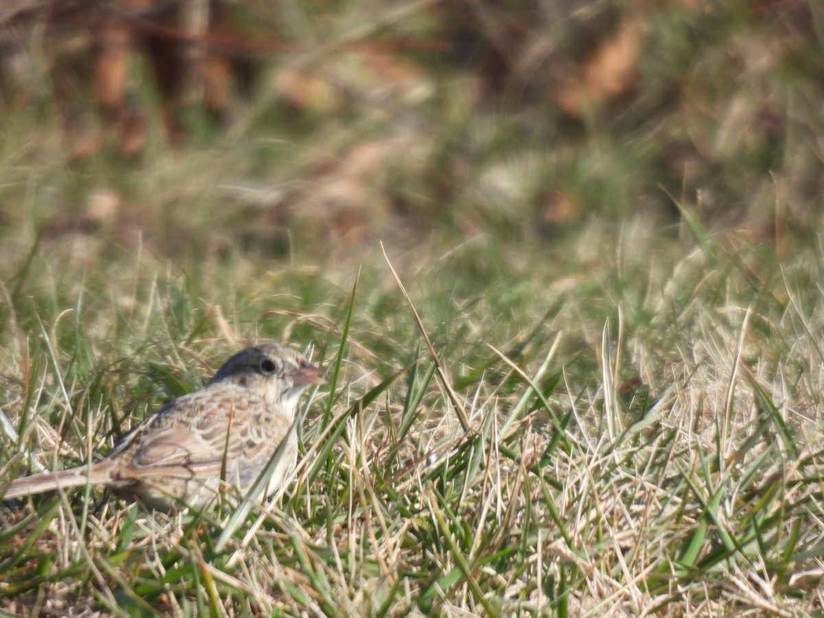 Cassin's Sparrow - ML646549855