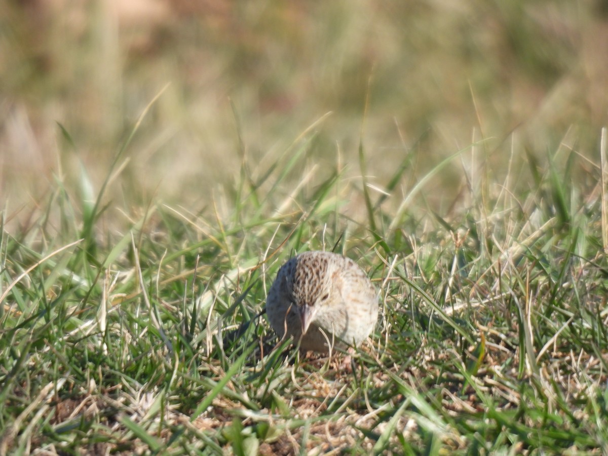 Cassin's Sparrow - ML646549856