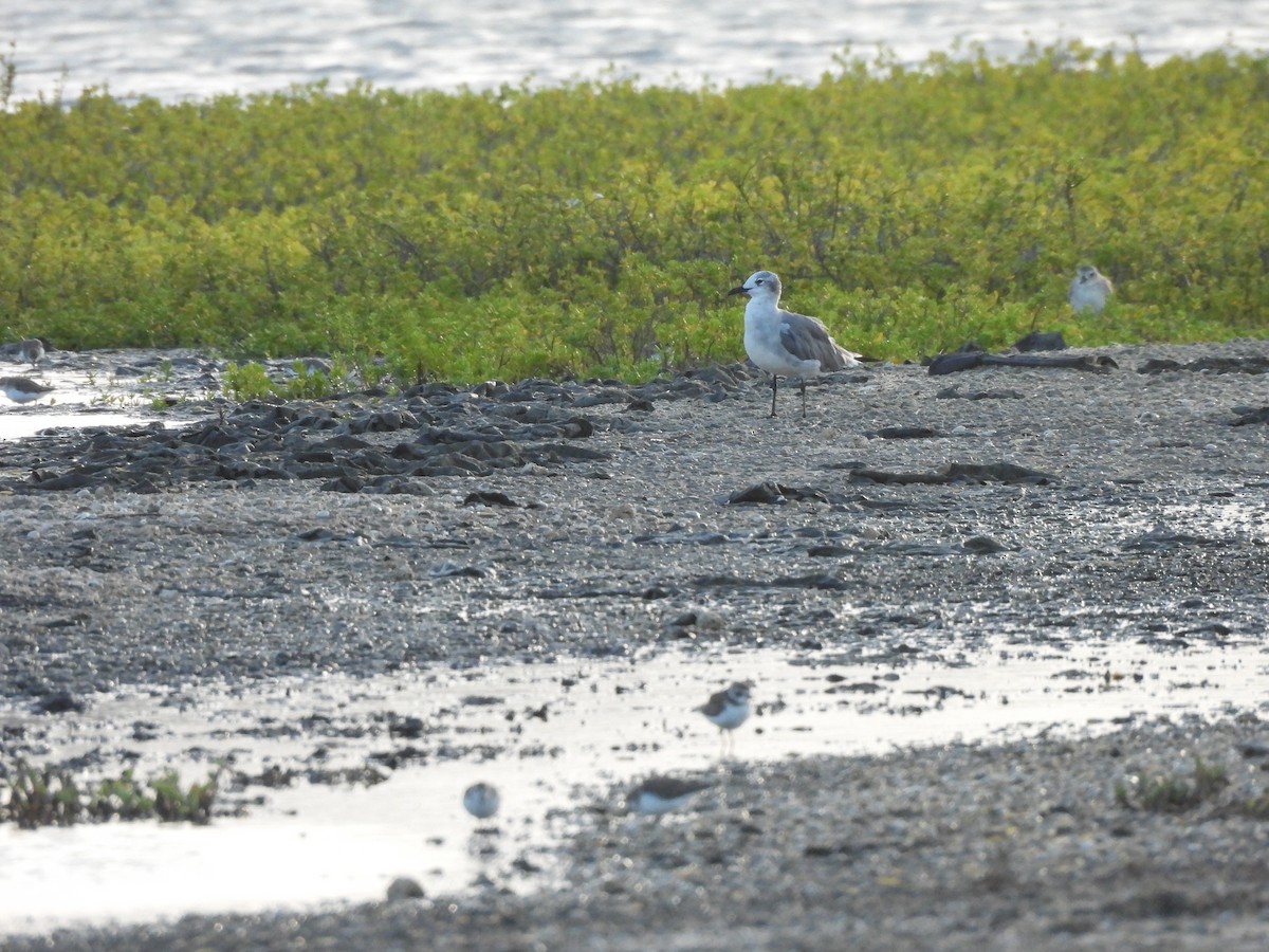 Gabbiano sghignazzante - ML646549857