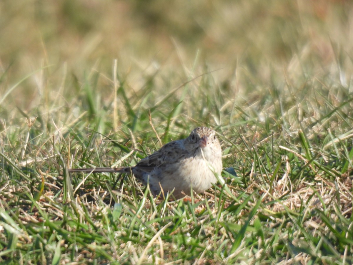 Cassin's Sparrow - ML646549858