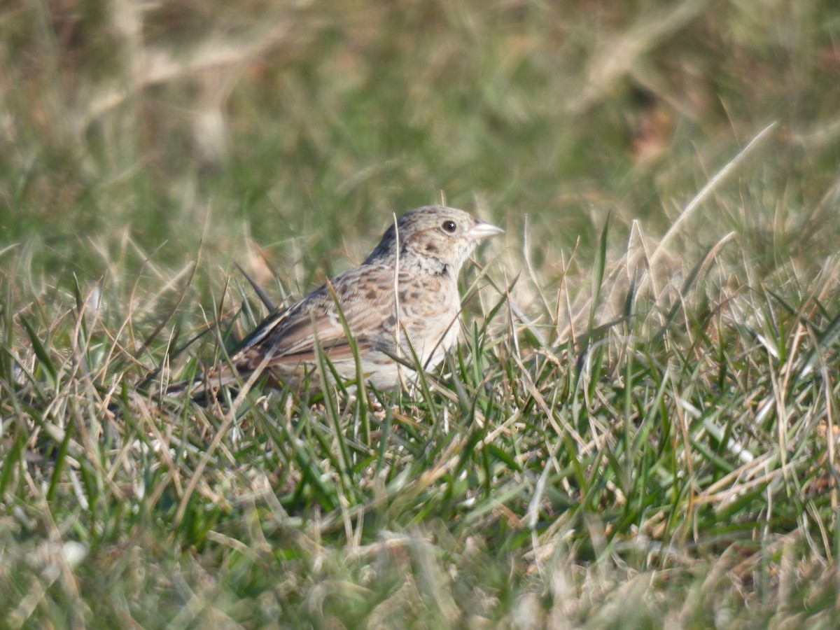 Cassin's Sparrow - ML646549859