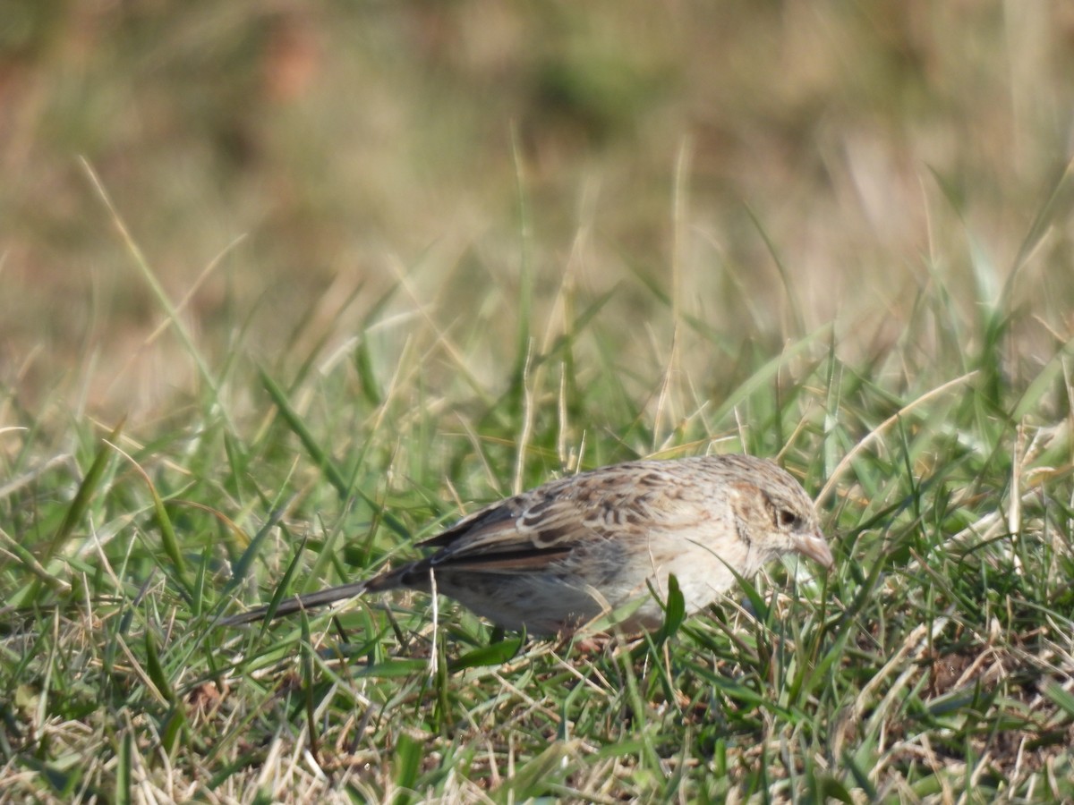 Cassin's Sparrow - ML646549860