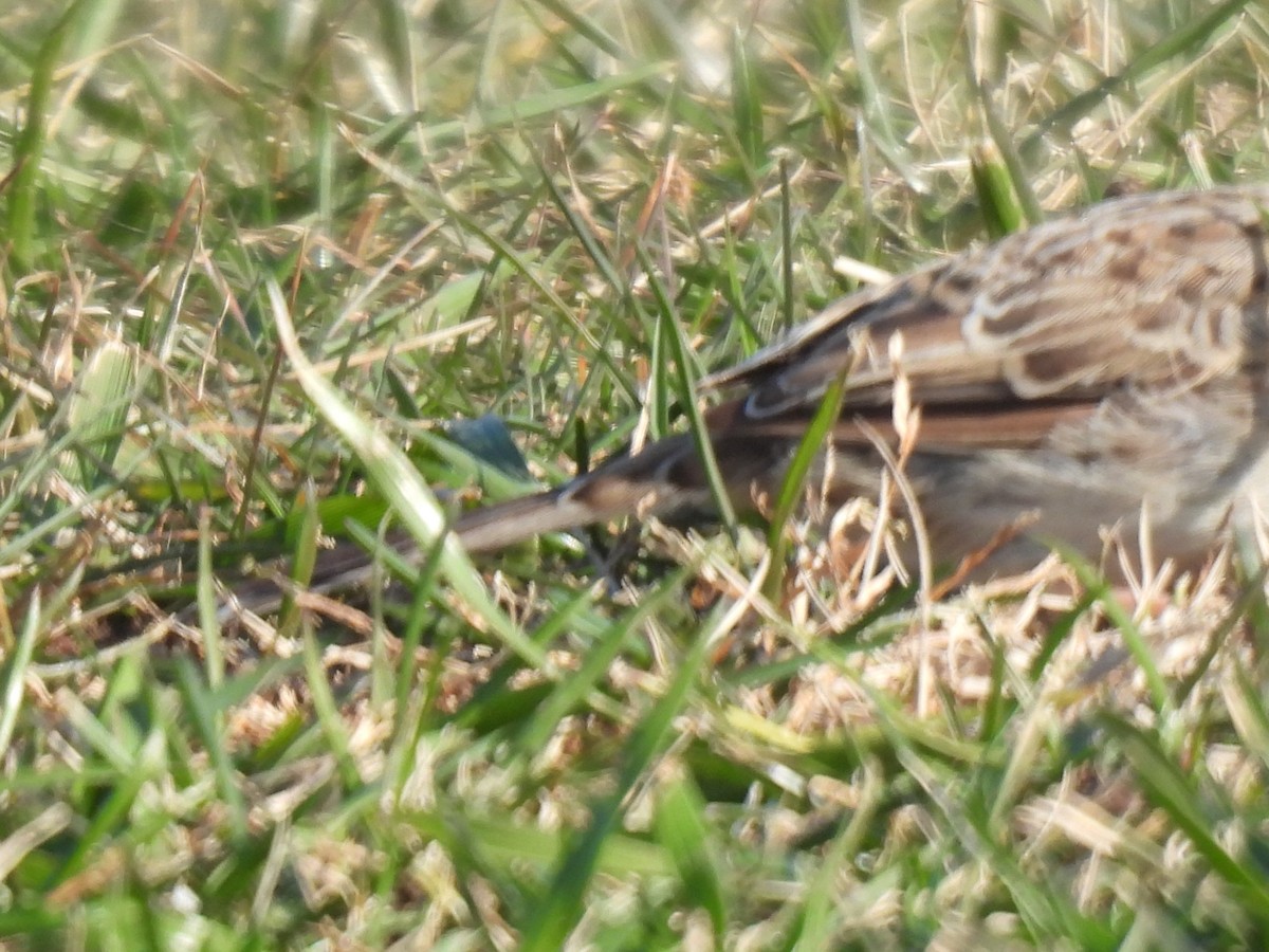 Cassin's Sparrow - ML646549861