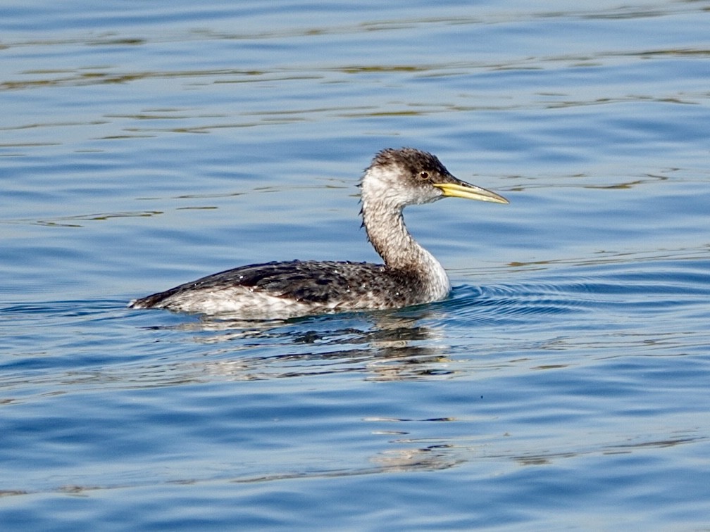 アカエリカイツブリ - ML646549862