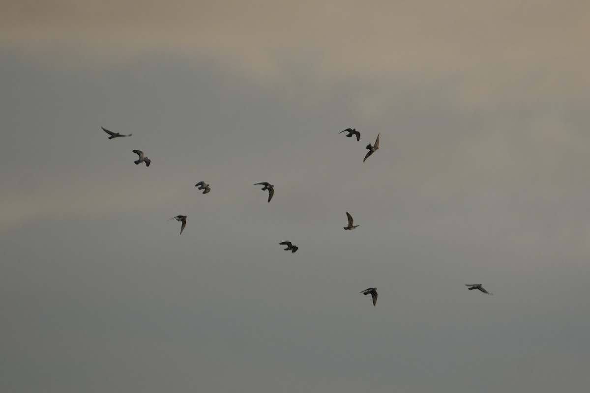 Сизый голубь (Одомашненного типа) - ML646549864