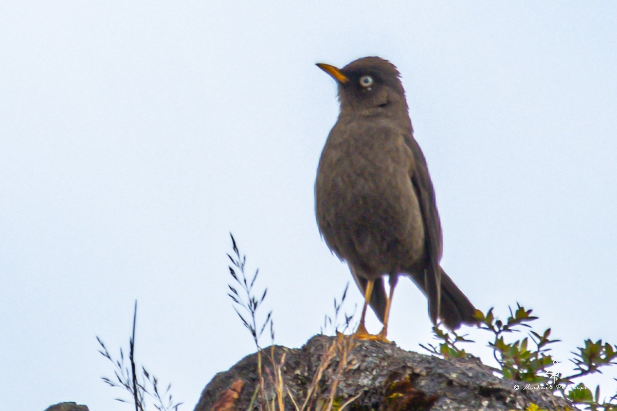 Sooty Thrush - ML646549865