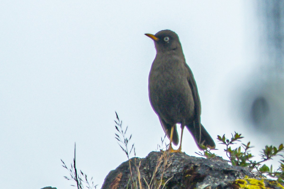 Sooty Thrush - ML646549866