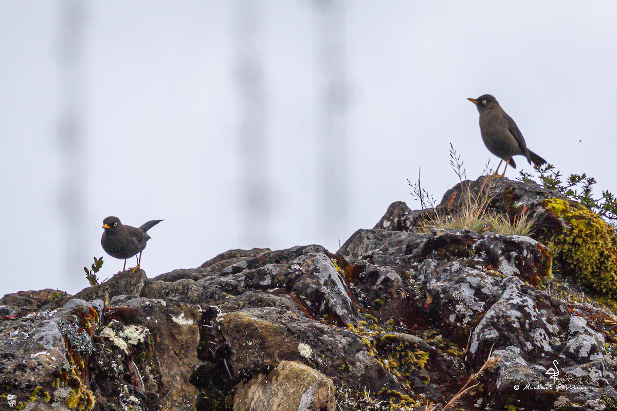 Sooty Thrush - ML646549867