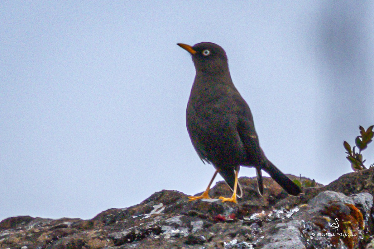 Sooty Thrush - ML646549868