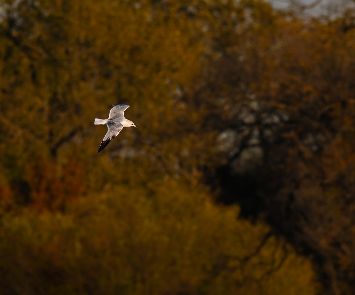 שחף עקוד-מקור - ML646549870