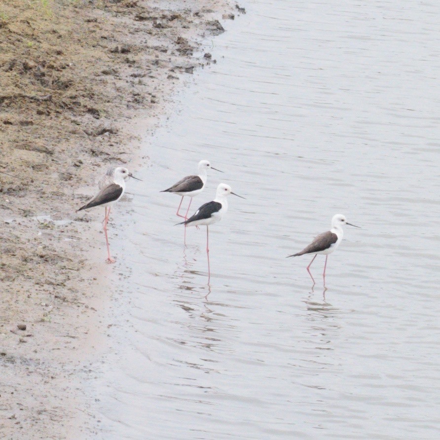 Uzunbacak - ML646549871