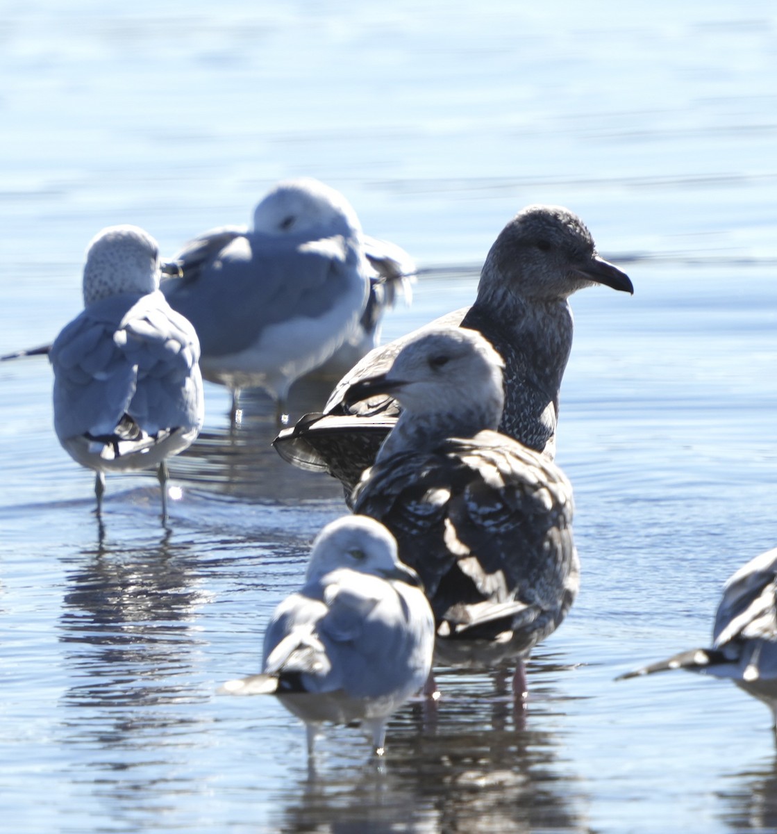 American Herring Gull - ML646549873