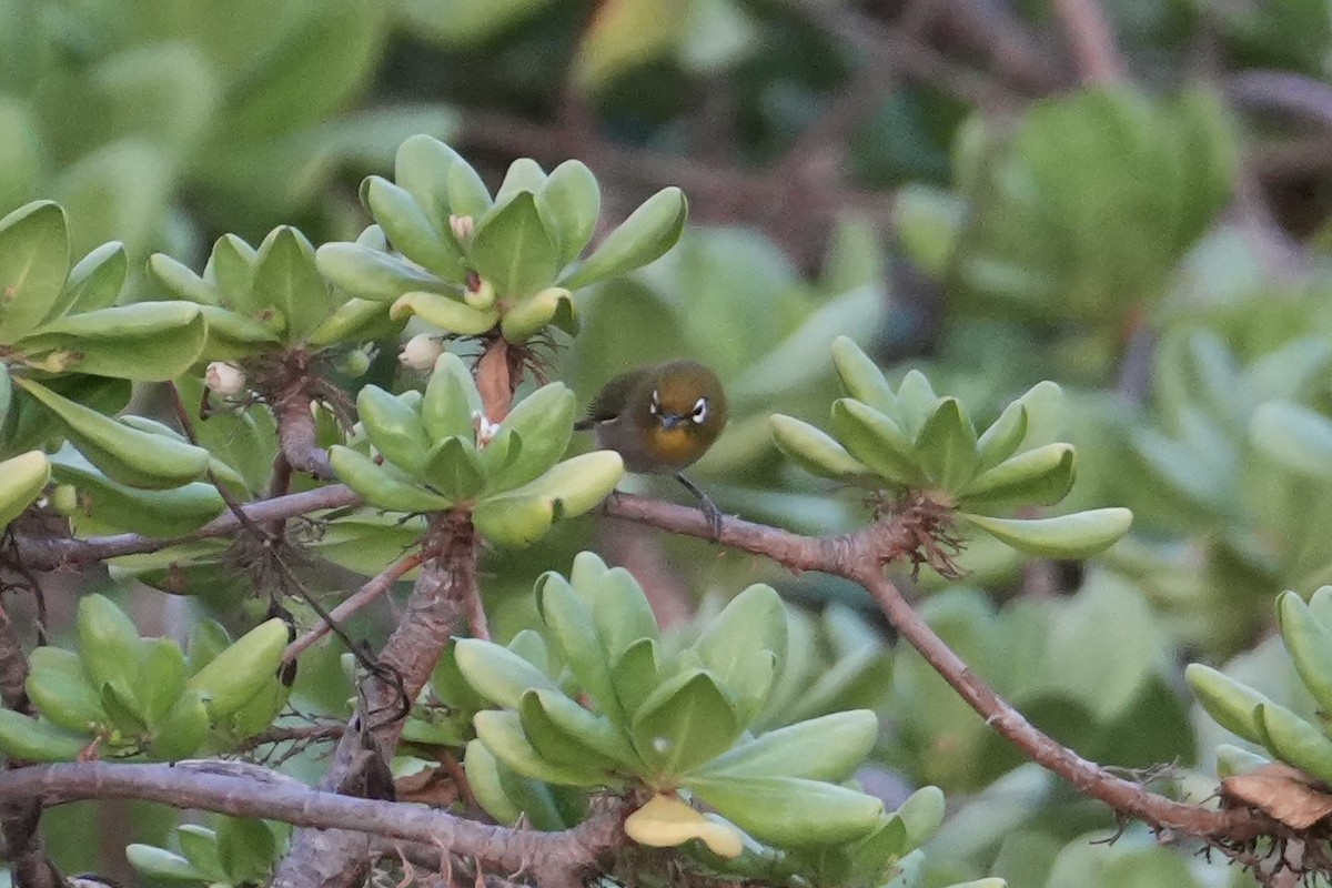 メジロ - ML646549874