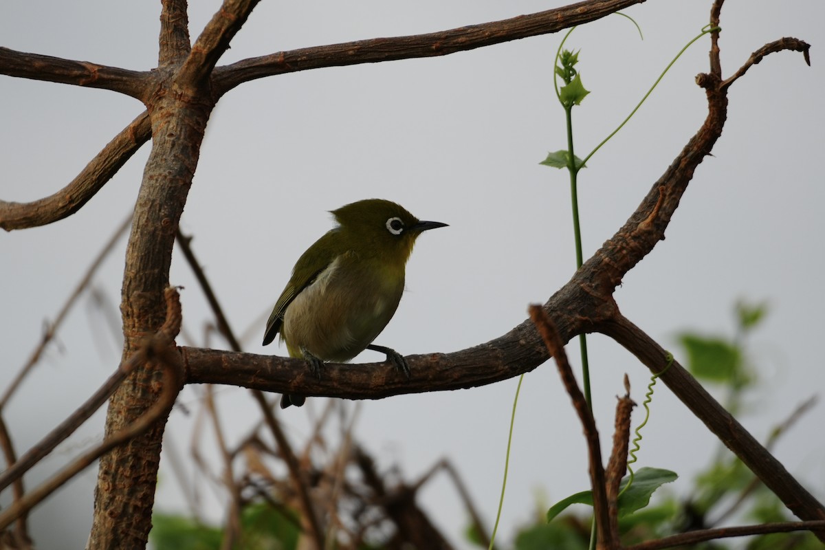 メジロ - ML646549875