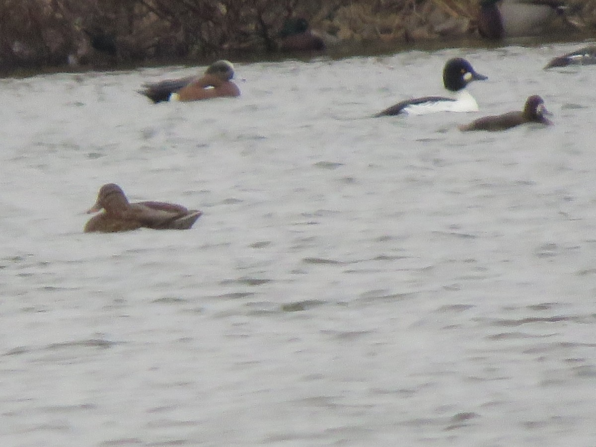 hvízdák americký - ML646549879