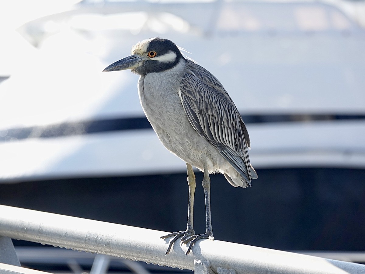 シラガゴイ - ML646549880