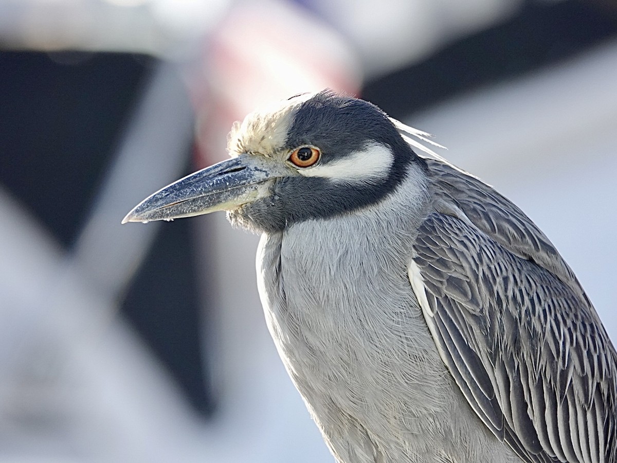 シラガゴイ - ML646549881