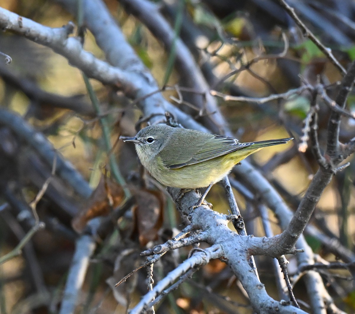 Orange-crowned Warbler - ML646549883