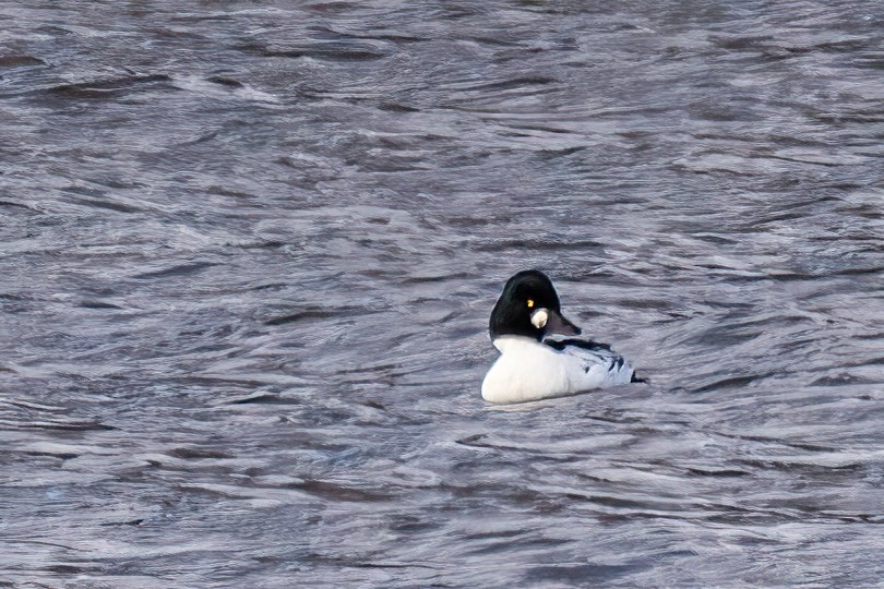 Common Goldeneye - ML646549884