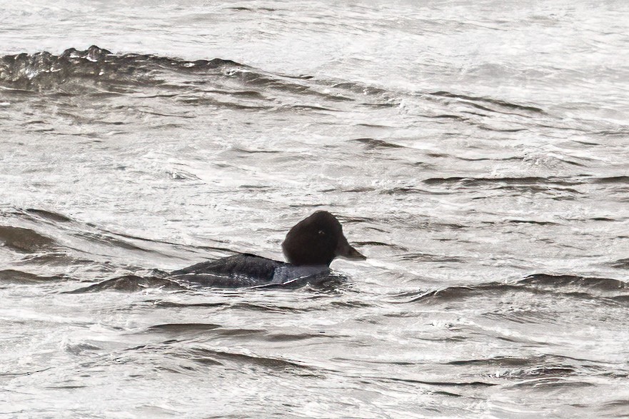 Common Goldeneye - ML646549885