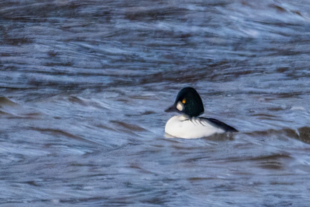 Common Goldeneye - ML646549886