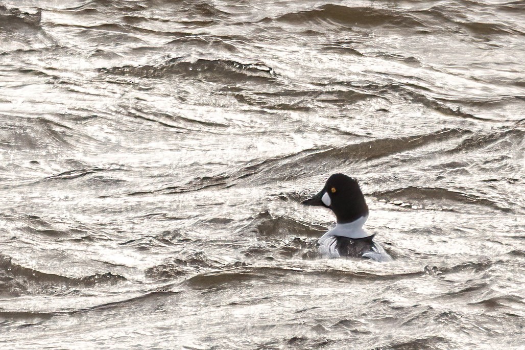 Common Goldeneye - ML646549887