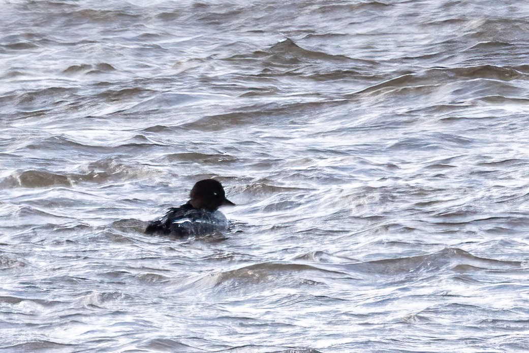 Common Goldeneye - ML646549888